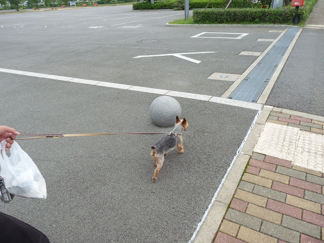 resize10831.jpg