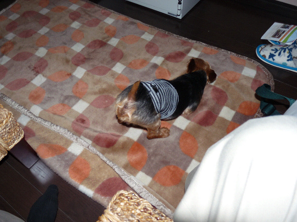 resize72240.jpg