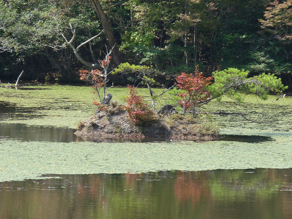 resize81295.jpg