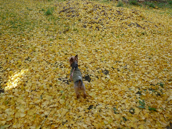 resize91640.jpg