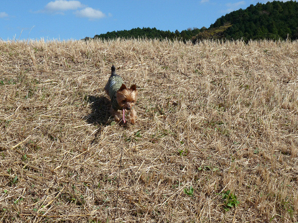 resize91561.jpg