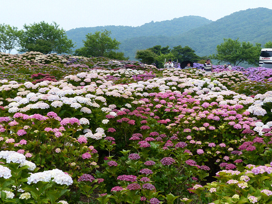 resize124493.jpg