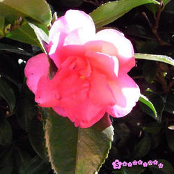 RIMG0080.JPG