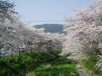 0504-sakura.jpg