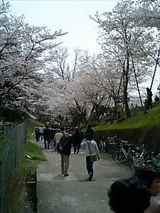 060408sakura.jpg