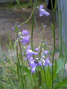img20060508_1.jpg