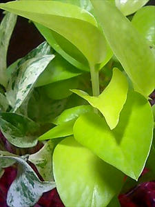 img20060815_1.jpg