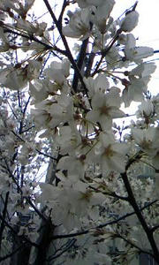 1003_sakura.jpg