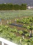 2011吉田島02
