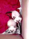 11-10-13_001.jpg