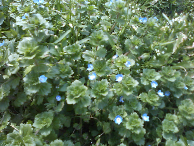 spring