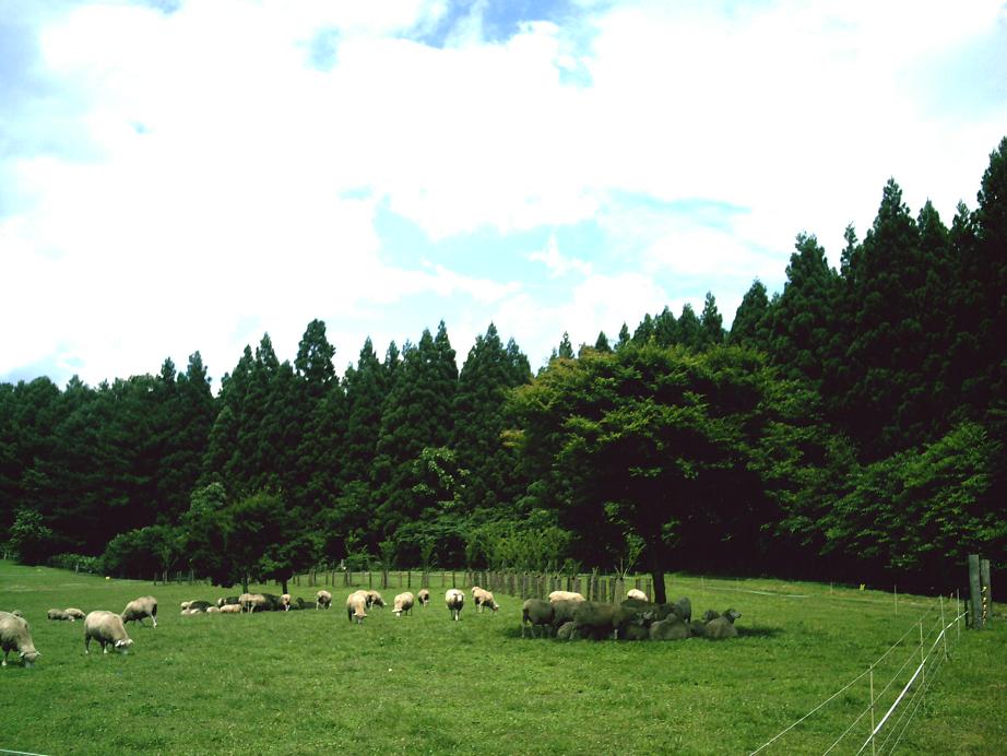 リアルひつじ