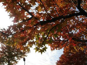 2007.10.31-5.JPG