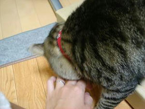 20081.8-4.JPG