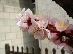 2008.3.16-13.JPG