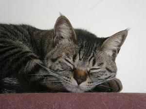 2008.4.17-7.JPG