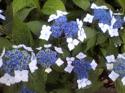 P1010118.jpg