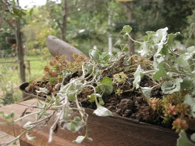 新しい寄せ植え