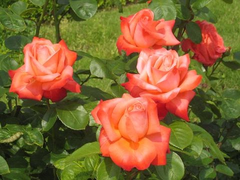 薔薇きれい(*´ω`*)