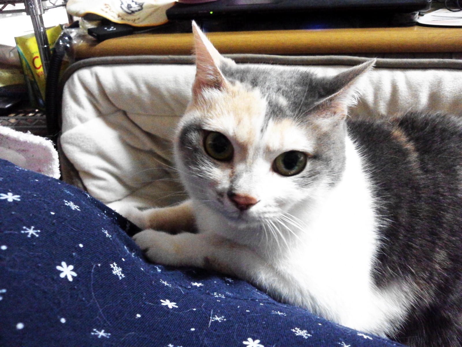 おなかの上には乗らないで；；