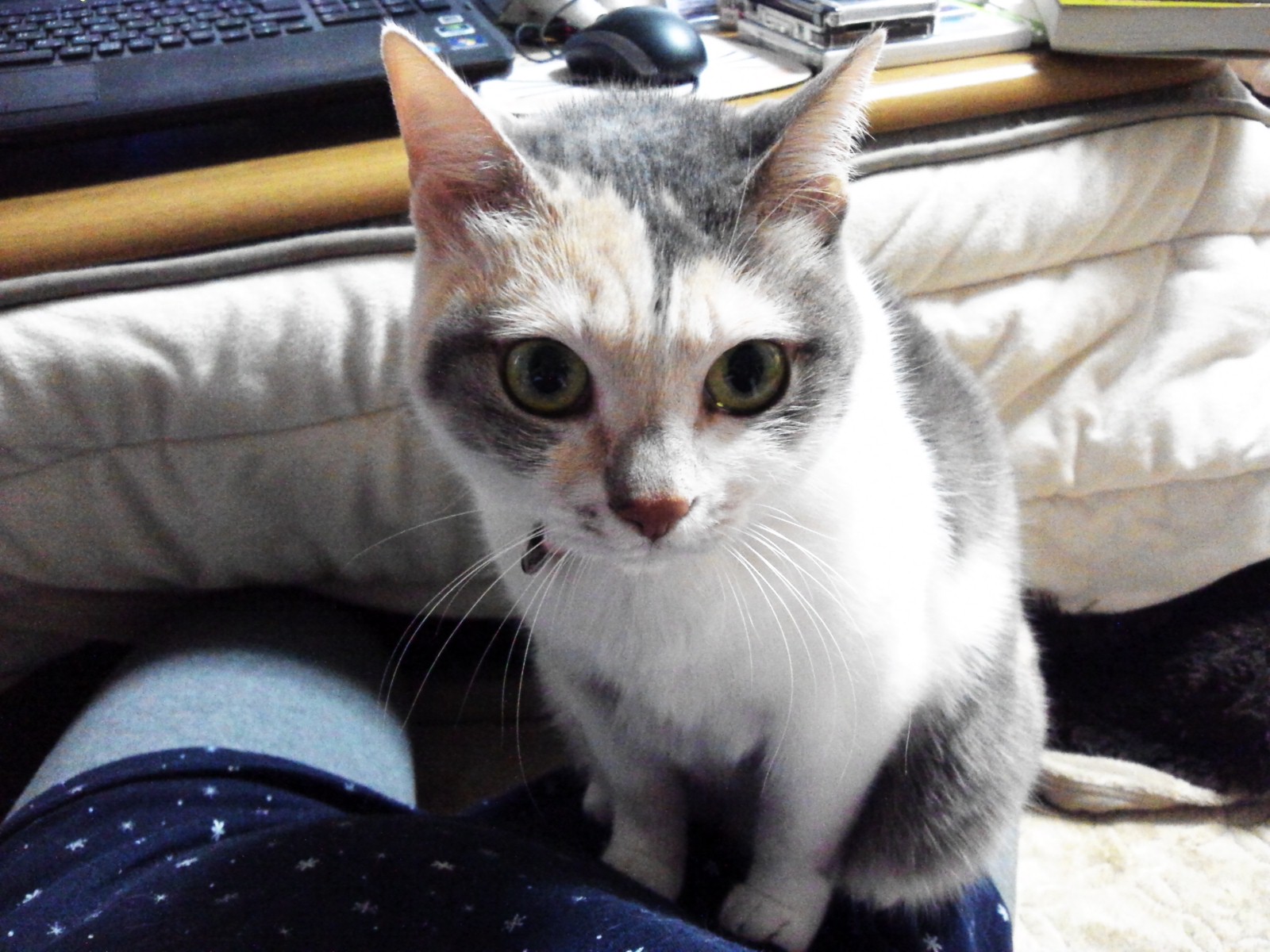 おひざはのるものです！