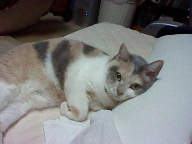 横にいるネコ。