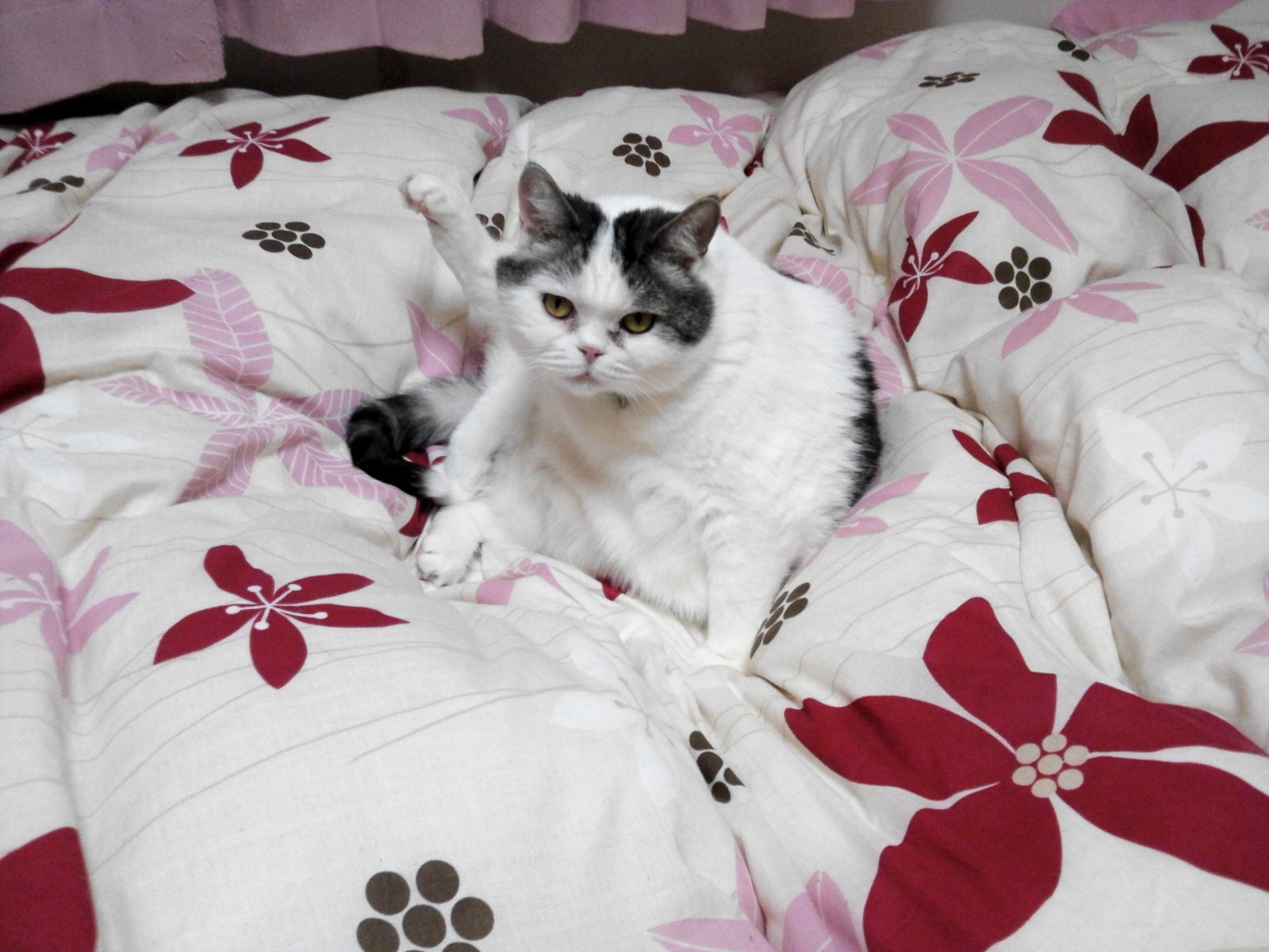 お花畑のぶーにゃん。