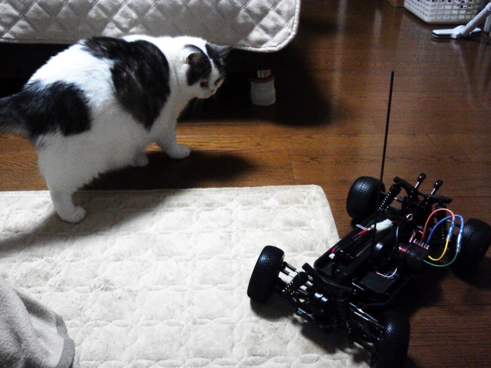 後ろからネコパンチ。