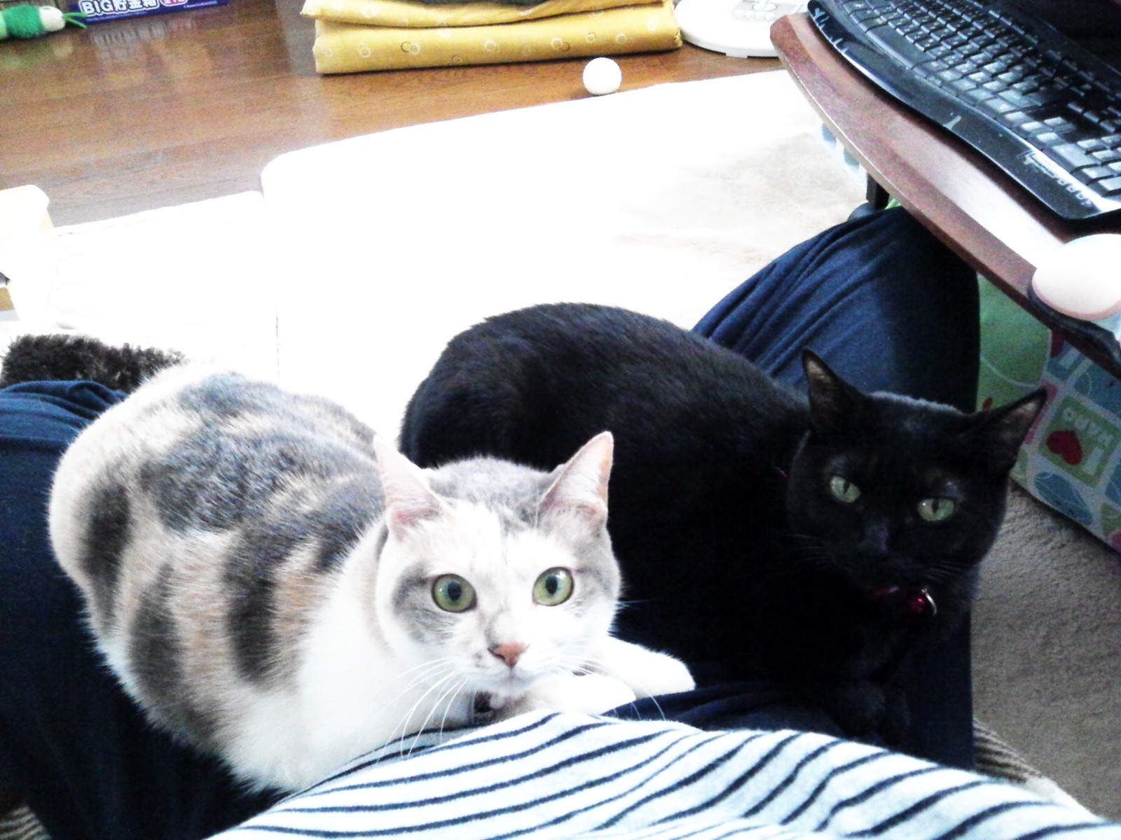 デレデレの素。