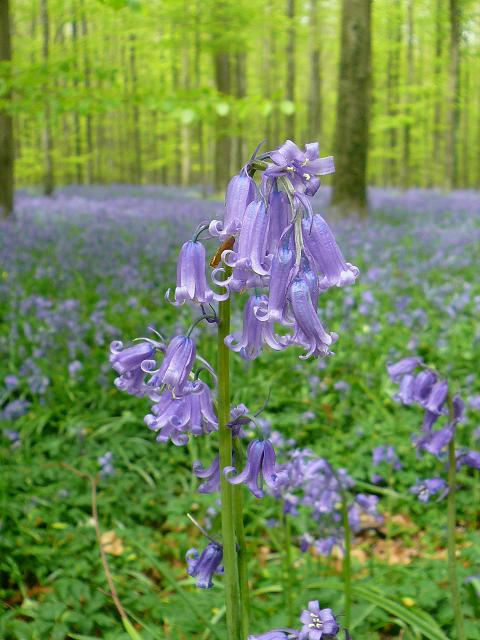 bleubelle2.JPG