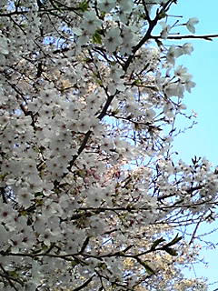 080403_1735~01.JPG
