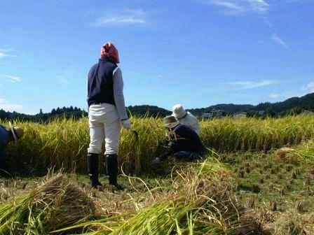 稲刈する社員です.JPG