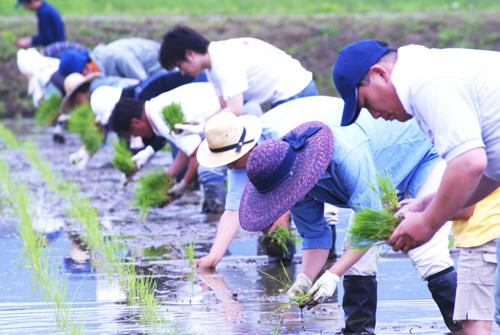 普段の仕事より真剣な面持ちで田植えに励む