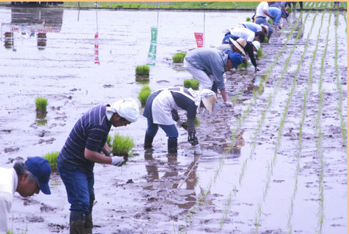 一列になって田植えでゴザル