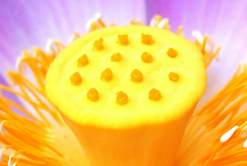 オオガハスの花芯