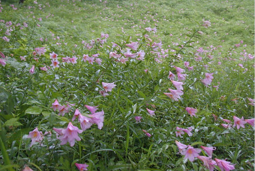 ヒメサユリの群落