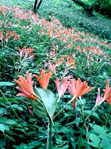 キツネのかみそり