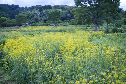 おみなえしの花