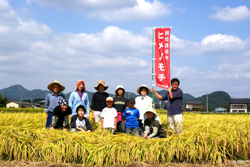 もめん弥契約栽培もち米 ヒメノモチの稲刈り