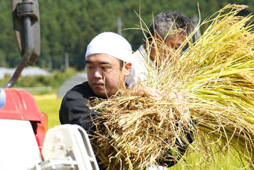 もめん弥契約栽培もち米 ヒメノモチの稲刈り
