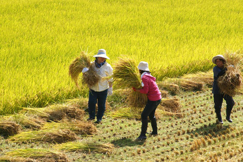 もめん弥契約栽培もち米 ヒメノモチの稲刈り