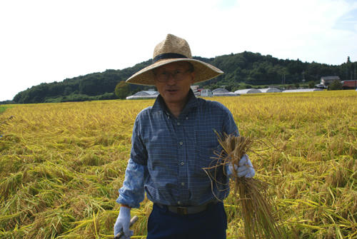 もめん弥契約栽培もち米 ヒメノモチの稲刈り