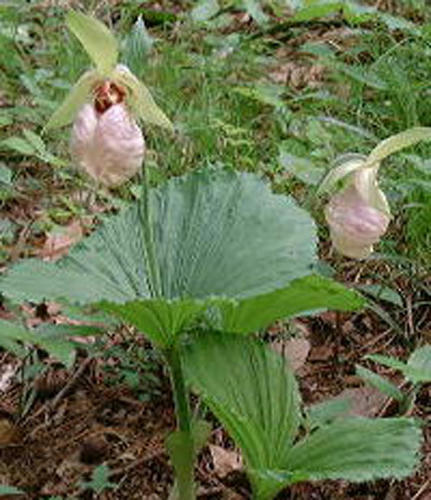 クマガイソウの花