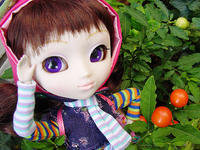 f531_1.jpg