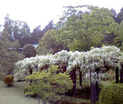 fuji-white3.jpg