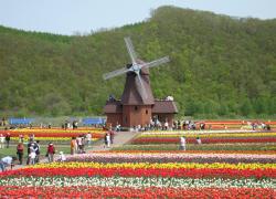 上湧別　チューリップ公園