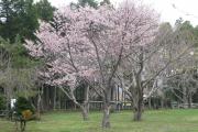 熊石 桜