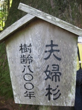 南紀　２日目　世界遺産　熊野古道　夫婦杉