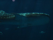 ３日目　沖縄旅行　沖縄美ら海水族館