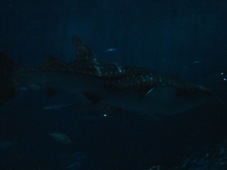 ３日目　沖縄旅行　沖縄美ら海水族館